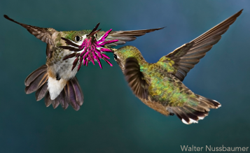 Do you know the name of this yellow bird with the pointy bill?